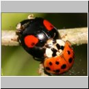 Harmonia axyridis - Asiatischer Marienkaefer 47.jpg